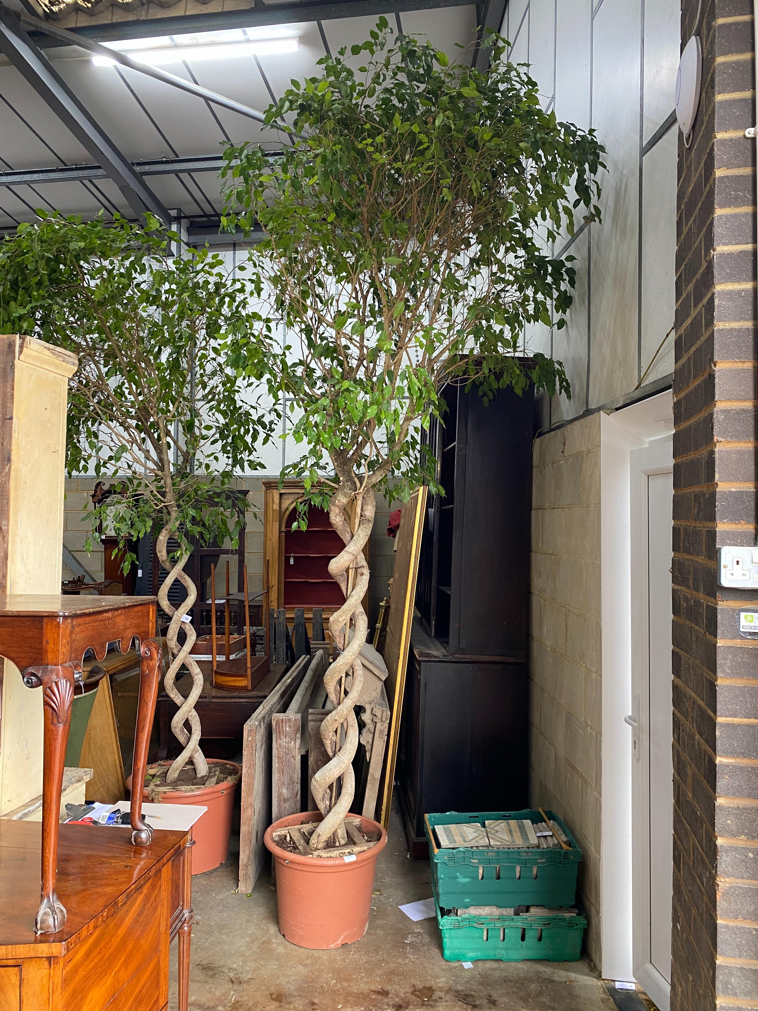 A large Ficus Benjamina with braided stem, height approx. 320cm
